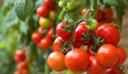 Cách tự trồng cà chua sai quả, thành cây nhanh chóng